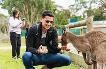 Penguin Parade, & Wildlife Encounters Eco Tour from Melbourne