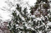 The Finnish Way of Outdoor Cooking