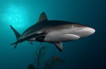 Shark Cage Diving Cape Town