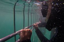 Shark Cage Diving Cape Town