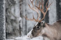 Lapland Snowshoe Adventure – Explore Wild Arctic Trails 