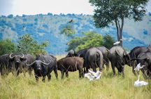 Safari and Sunrise Boat Cruise in Akagera National Park