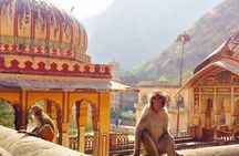 Travel Through the Streets of Jaipur by Tuktuk with a Local