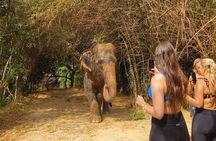  Cambodia Elephants Haft Day Experiences from Siem Reap