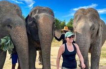  Cambodia Elephants Haft Day Experiences from Siem Reap