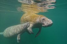 Guided Crystal River Manatee Snorkeling Tour
