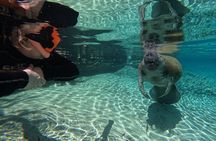 Guided Crystal River Manatee Snorkeling Tour