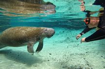 Guided Crystal River Manatee Snorkeling Tour