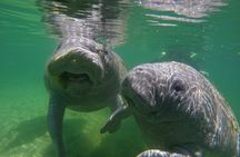 Guided Crystal River Manatee Snorkeling Tour