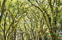 Full-Day Auckland Discovery