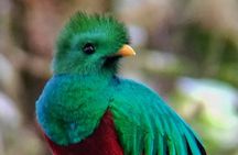 Cloud forest wonders guided tour