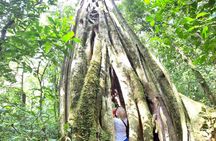 Cloud forest wonders guided tour