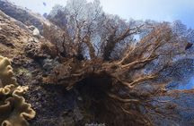 Fun Dive on Racha Islands for Certified Divers Only