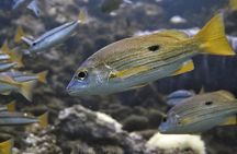  Phuket Scuba Diving Tour with Transportation