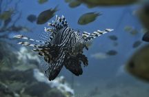  Phuket Scuba Diving Tour with Transportation