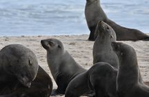 Seal Kayaking & Sandwich Harbour Tour 