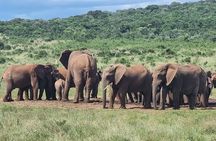 Full Day Addo And Giraffe Walk