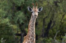 Half Day Kruger Safari Tour from Malelane and Komatipoort