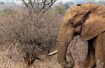 Half Day Kruger Safari Tour from Malelane and Komatipoort
