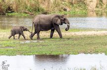 Half Day Kruger Safari Tour from Malelane and Komatipoort
