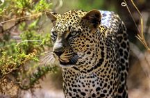 3 Days Samburu National Reserve Private Safari Package