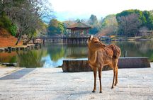 Discover Himeji, Kobe and Nara from Osaka