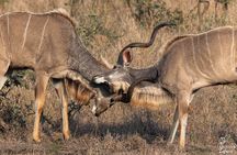  Full Day Kruger Safari Tour from Malelane and Komatipoort