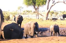 3 Day Exploration at Victoria Falls and Hwange National Park