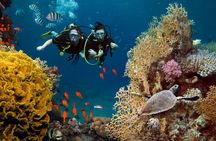 3 Fun Dives in Phi Phi islands for Certified Divers