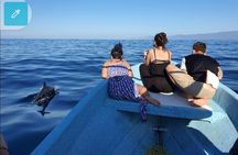Dolphins,Turtles Watching 
