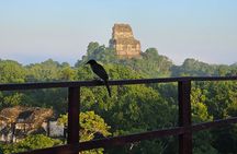 Tikal from the Airport and Flowers with Lunch and Expert Guide