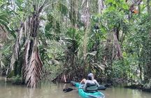 Private Kayak Tour of the Tortoise Canals