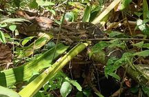 Private Kayak Tour of the Tortoise Canals