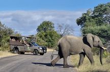 Morning or Afternoon Safari Tour