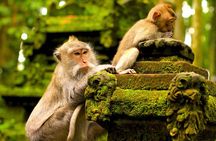 Ubud: Monkey Forest, Waterfall and Nature Exploration Tour