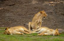 3-Day Masai Mara Wildebeest Migration 2025
