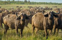 3-Day Masai Mara Wildebeest Migration 2025