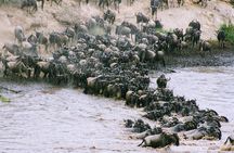 3-Day Masai Mara Wildebeest Migration 2025