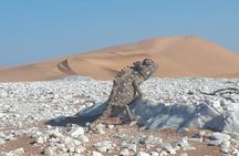 Namib Desert Walk