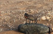 Namib Desert Walk
