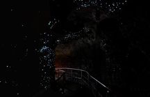 Hop on Hop off - Tamborine Rainforest Skywalk + Glow Worm Caves