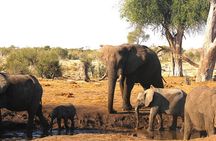 5 Day Exploration at Hwange NP, Chobe NP and Victoria Falls