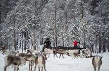 Ivalo: A Day in the Life of Reindeer Herders