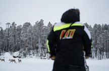 Ivalo: A Day in the Life of Reindeer Herders