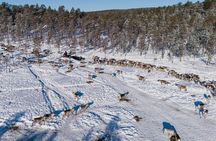 Ivalo: A Day in the Life of Reindeer Herders