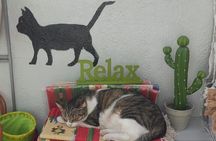 Aegina Town Cat lovers tour