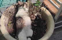 Aegina Town Cat lovers tour