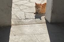 Aegina Town Cat lovers tour