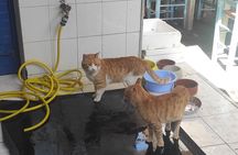 Aegina Town Cat lovers tour