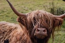 Highland Cow Walk Alpacas Scottish Wildlife Centre from Edinburgh